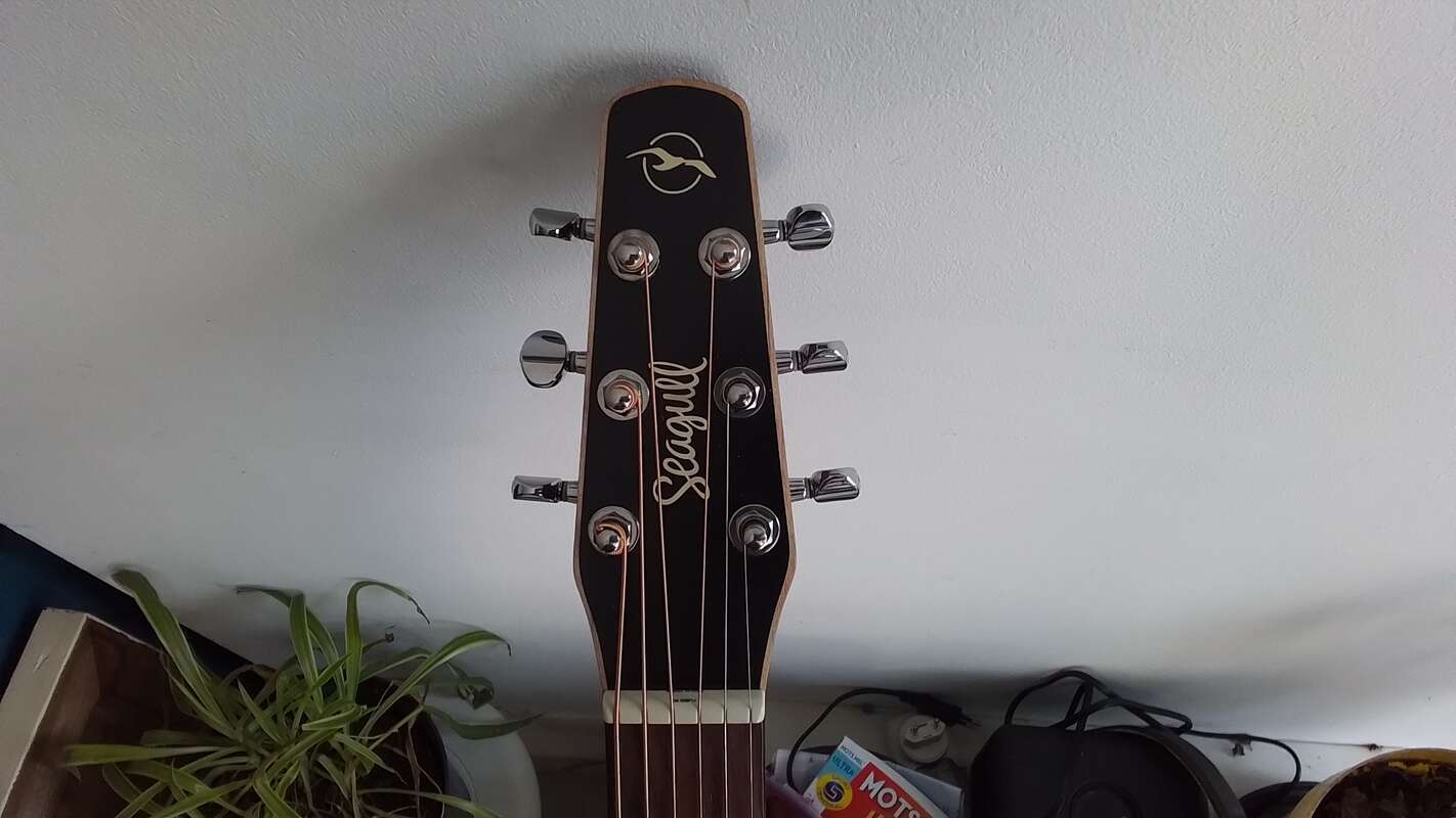 Electro seagull entourage rustic