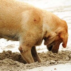 comment empecher chien creuser 08 (1)