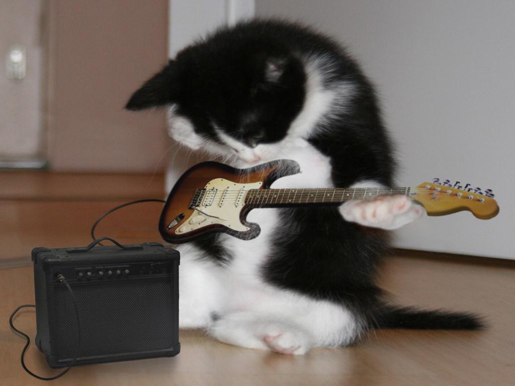 Chat guitare